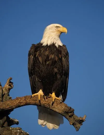 Huncock Bird
